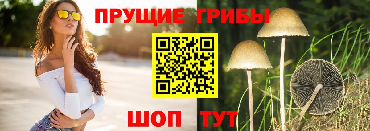 Галлюциногенные грибы Psilocybine cubensis Балтийск